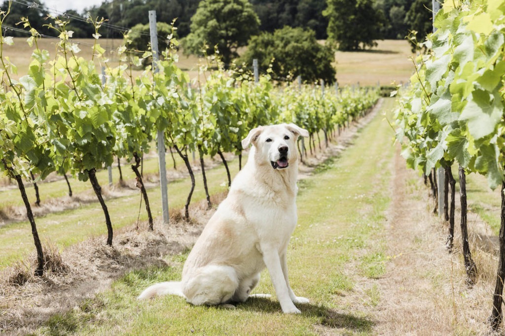 Pogo at Quob Park Estate A dog sitting in a vineyard plot at Quob Park Estate, Hampshire