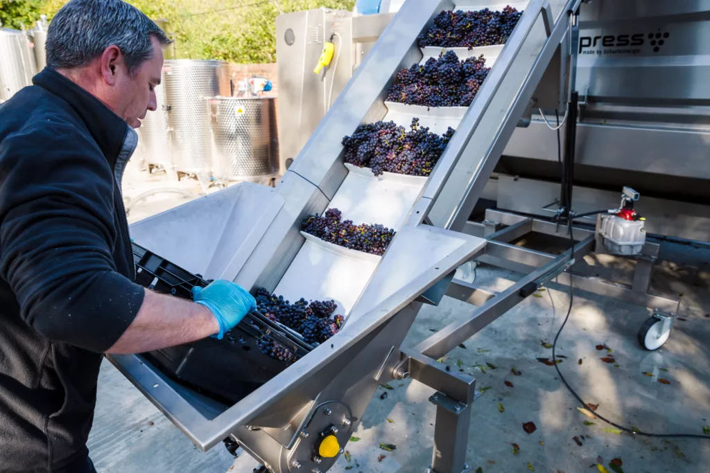 Hand sorting grapes at Quob Park Estate Hand sorting grapes at Quob Park Estate
