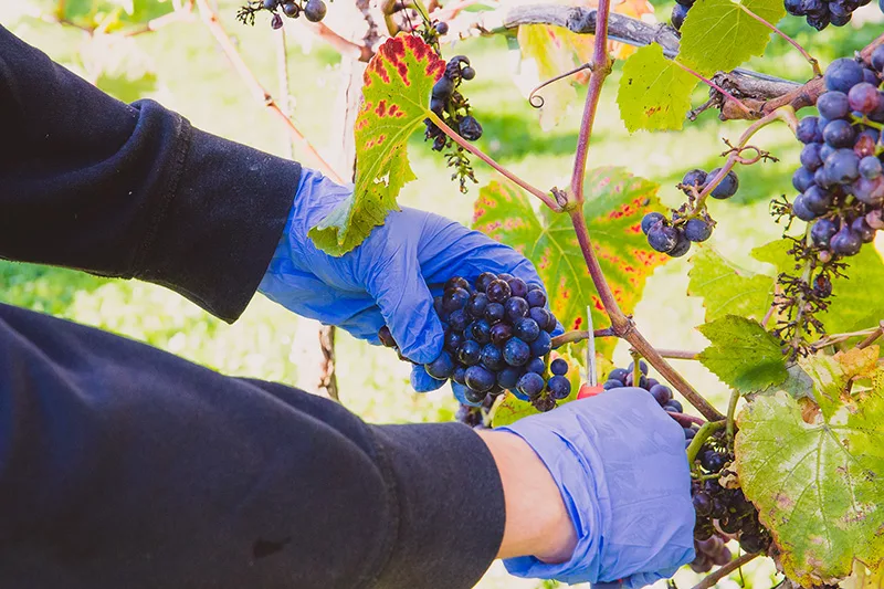 Harvesting grapes at Quob Park Estate Vineyard Harvesting grapes at Quob Park Estate Vineyard