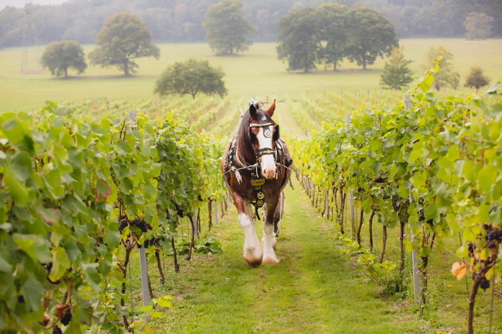 Summer The Horse Quob Park Estate Horse Vineyard