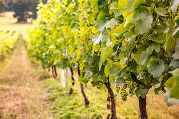 Quob Retreat Carousel_0030__M6A4435